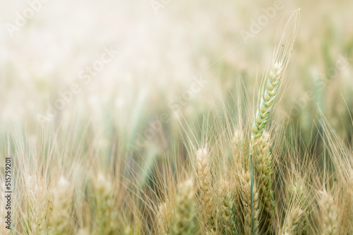 Soczyste świeże kłosy dojrzewającej w polu pszenicy. Zielone pole bokeh rozświetlonego nieba.na tle © Janusz