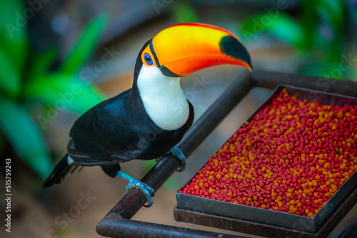 Colorful Toco Toucan tropical bird eating portion in Pantanal, Brazil