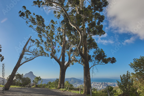 Fototapeta Naklejka Na Ścianę i Meble -  Landscape of a mountain trail near cultivated woodland on Table Mountain in Cape Town. Forest of tall Eucalyptus trees growing on a sandy hill in South Africa overlooking the ocean and cityscape
