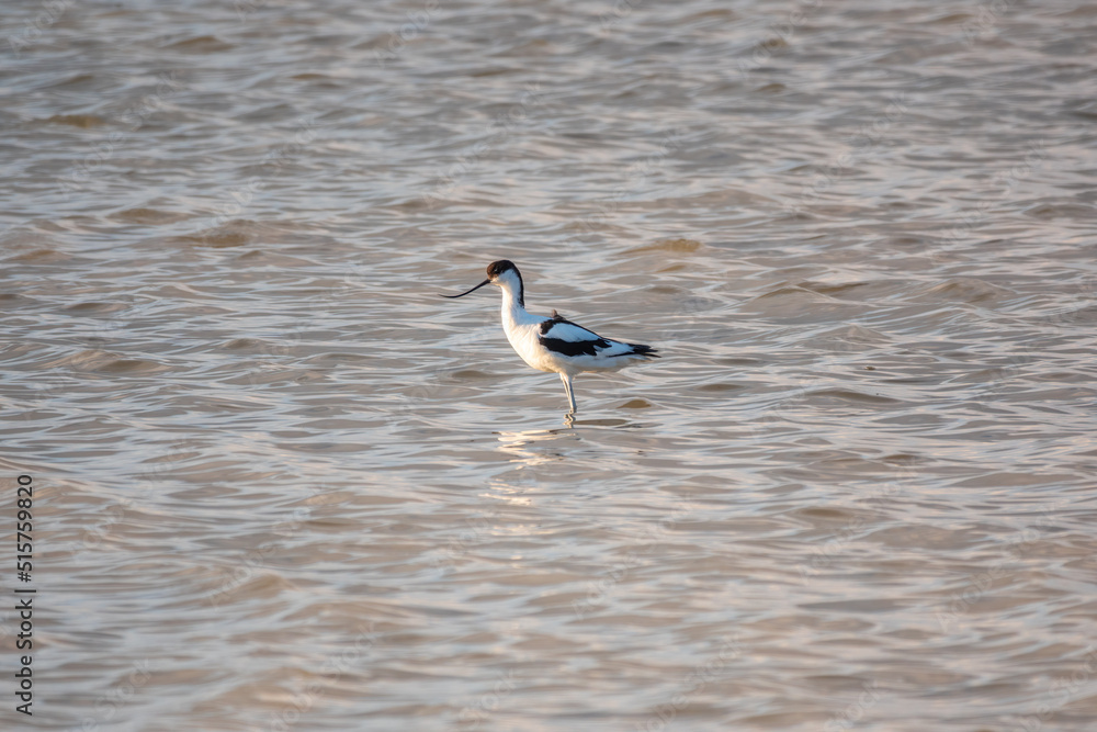 Water bird pied avocet, Recurvirostra avosetta, feeding in the lake. The pied avocet is a large black and white wader with long, upturned beak Water bird pied avocet, Recurvirostra avosetta, feeding in the lake. The pied avocet is a large black and white wader with long, upturned beak