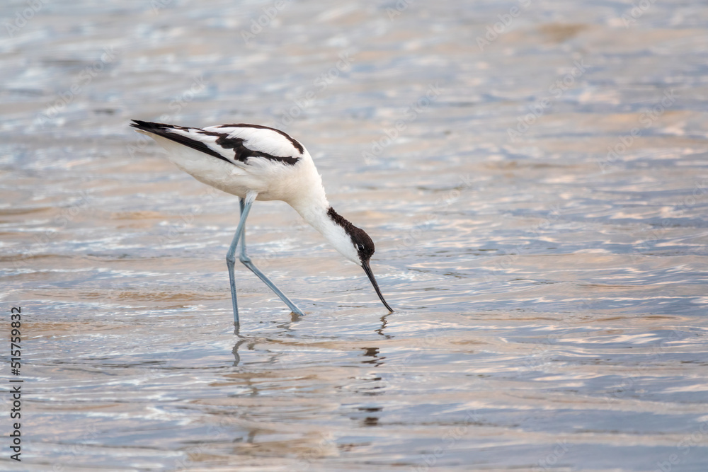 Obraz premium Water bird pied avocet, Recurvirostra avosetta, feeding in the lake. The pied avocet is a large black and white wader with long, upturned beak