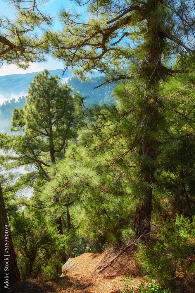 Beautiful Pine forests on mountain hill with blue sky background at La Palma, Canary Islands, Spain. Landscape of lush bright green outdoors on a summer day. Peaceful land with blue sky background Beautiful Pine forests on mountain hill with blue sky background at La Palma, Canary Islands, Spain. Landscape of lush bright green outdoors on a summer day. Peaceful land with blue sky background
