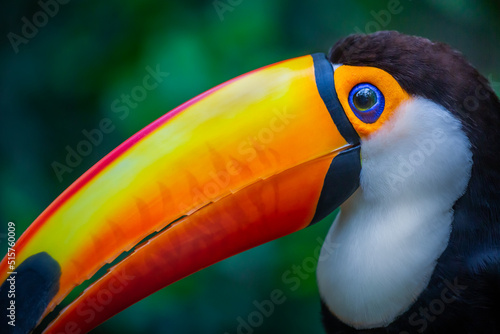 Toucan side profile close-up in Pantanal, Brazil