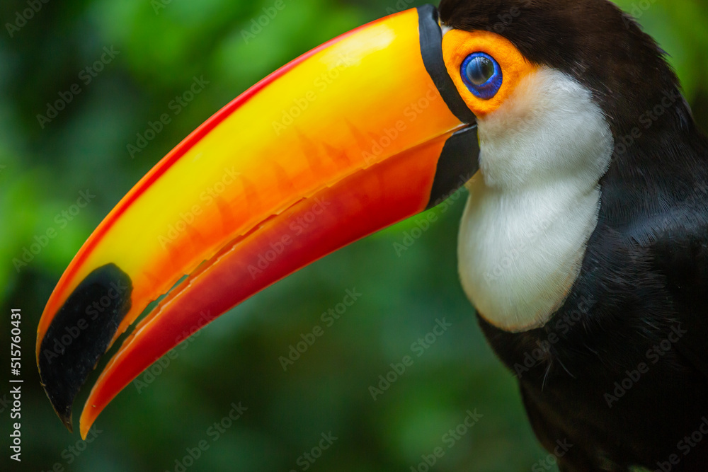 Fototapeta premium Toucan side profile close-up in Pantanal, Brazil