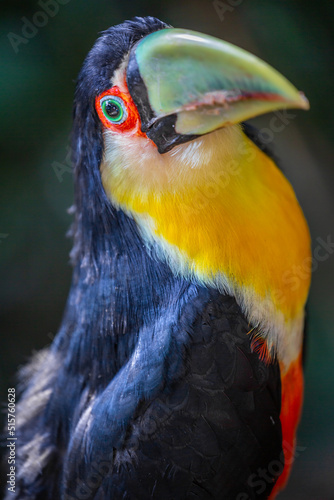 Colorful young Toco Toucan tropical bird in Pantanal, Brazil © Aide