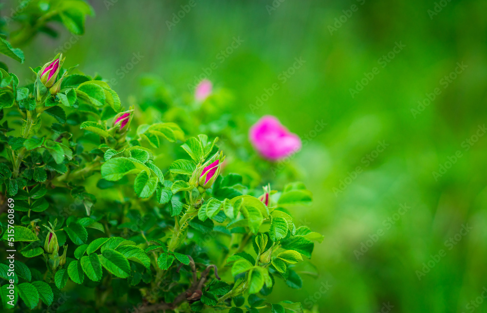 Blooming dogrose in the garden. Selective focus. Blooming dogrose in the garden. Selective focus.