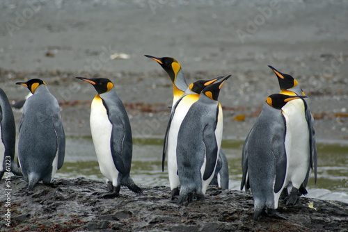 King penguins  Aptenodytes patagonicus  on a rock by the beach in Coopers Bay  South Georgia Island