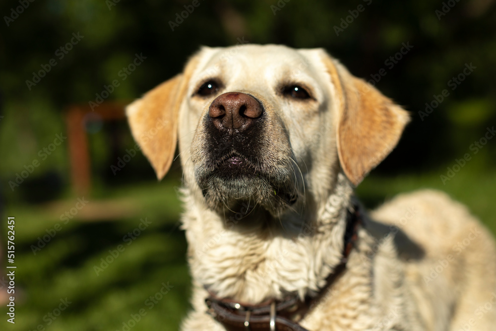 Portrait of Labrador. White Labrador in summer. Dog on walk. Portrait of Labrador. White Labrador in summer. Dog on walk.