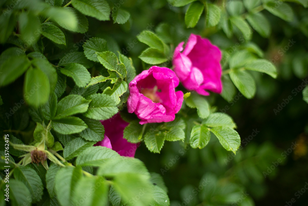 Rose on bush. Flower in garden. Bushes of plants. Rose on bush. Flower in garden. Bushes of plants.