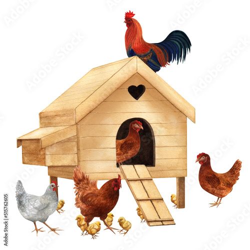 Chicken coop, rooster, hens and chicks isolated on white background. Watercolor illustration of a poultry yard scene. Clipart of a chicken family and a henhouse. photo