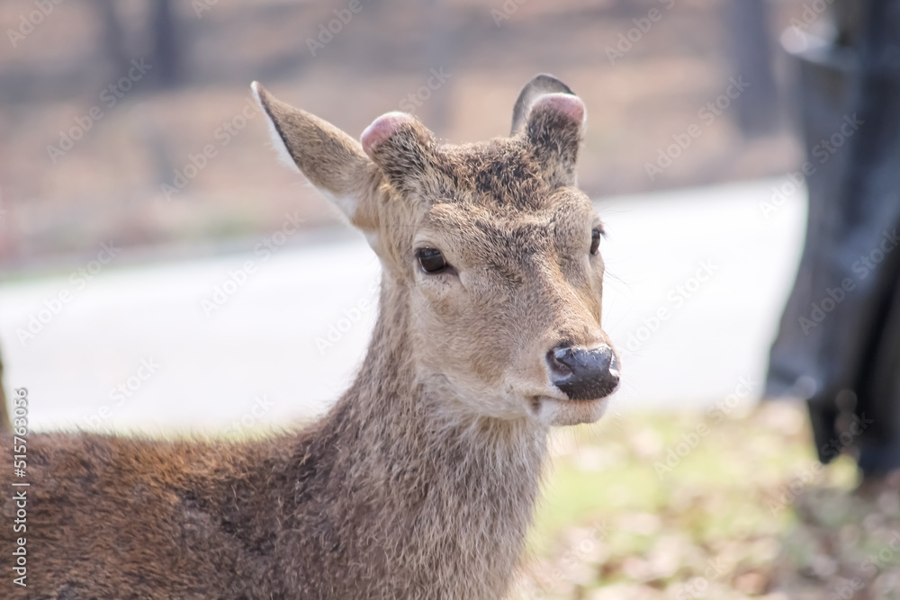 Tropical wild brown deer with horns cut off on background