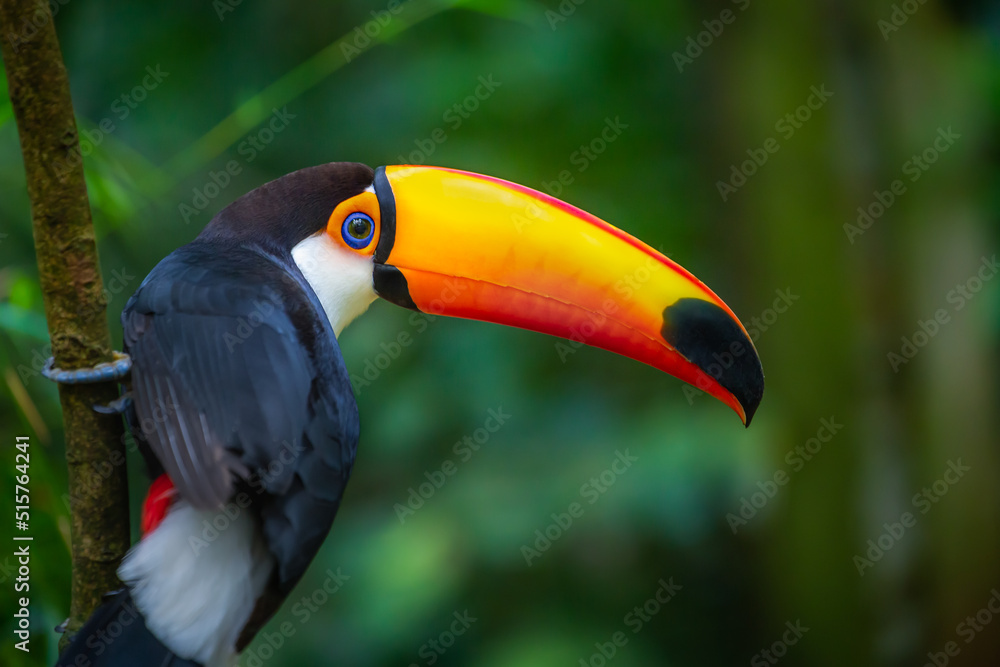 Colorful Toco Toucan tropical bird in Pantanal, Brazil