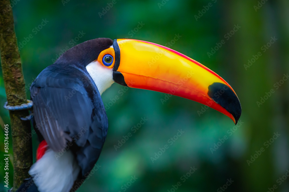 Colorful Toco Toucan tropical bird in Pantanal, Brazil Colorful Toco Toucan tropical bird in Pantanal, Brazil