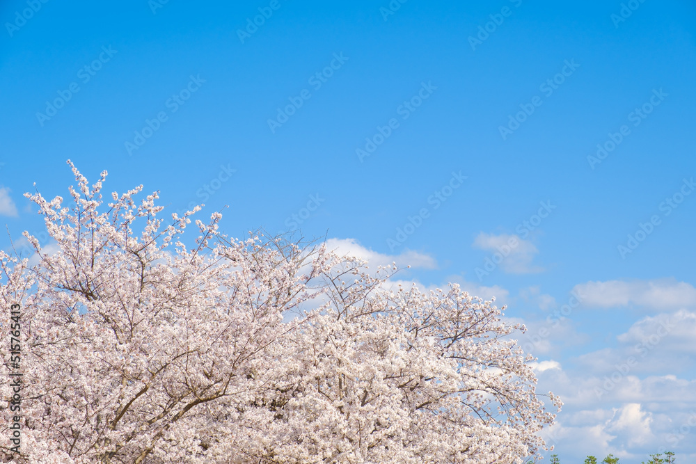 満開の桜と青空　春イメージ　ソメイヨシノ　日本の春