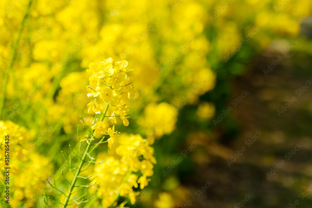 菜の花畑 春イメージ 4月 菜の花畑 春イメージ 4月