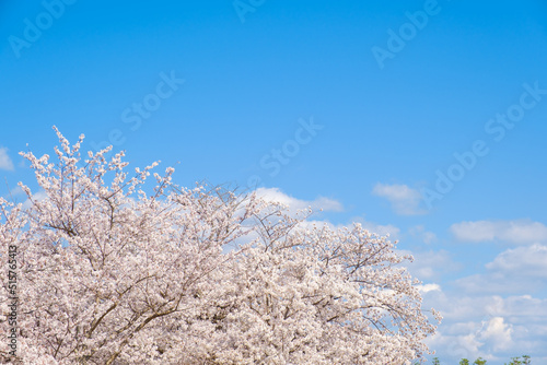 満開の桜と青空　春イメージ　ソメイヨシノ　日本の春 © Rummy & Rummy