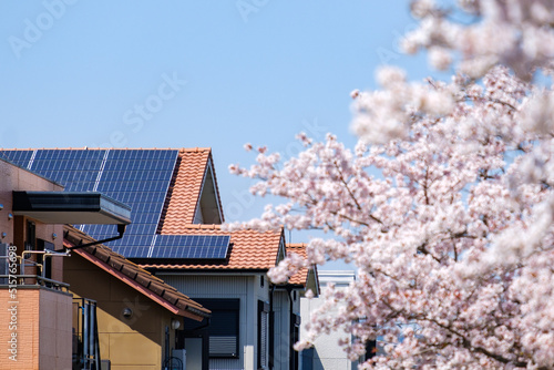 Obraz na płótnie 桜の花とソーラーパネルのある家　太陽光　発電　エコシステム
