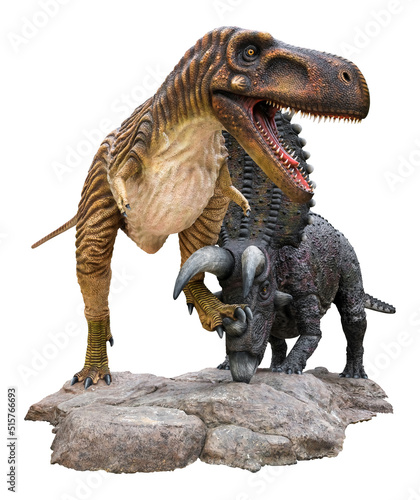 Albertosaurus battle with Pentaceratops on the stone  Albertosaurus vs Pentaceratops  on the rock isolated on white background with clipping path