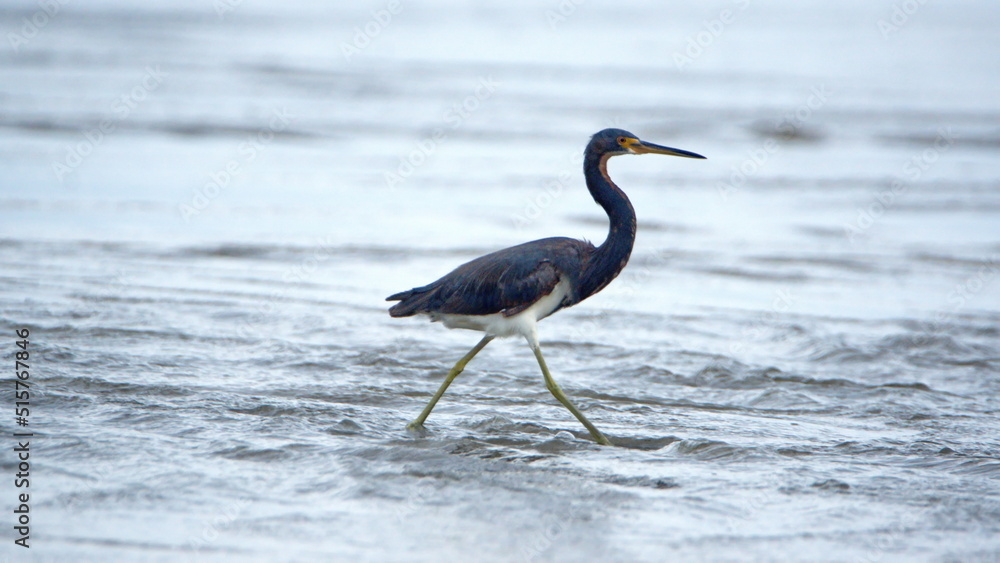 Obraz premium Tricolored heron (Egretta tricolor) wading in shallow water on the beach in Canoa, Ecuador