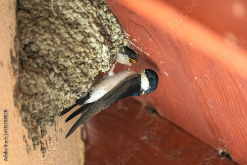 A bird feeding a chick in the nest. Common house martin (Delichon urbicum). The Carpathians, Poland. photo