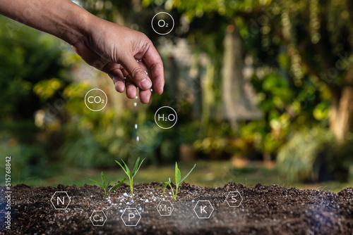 Farmer giving granulated fertilizer to young seedling sprout plants.