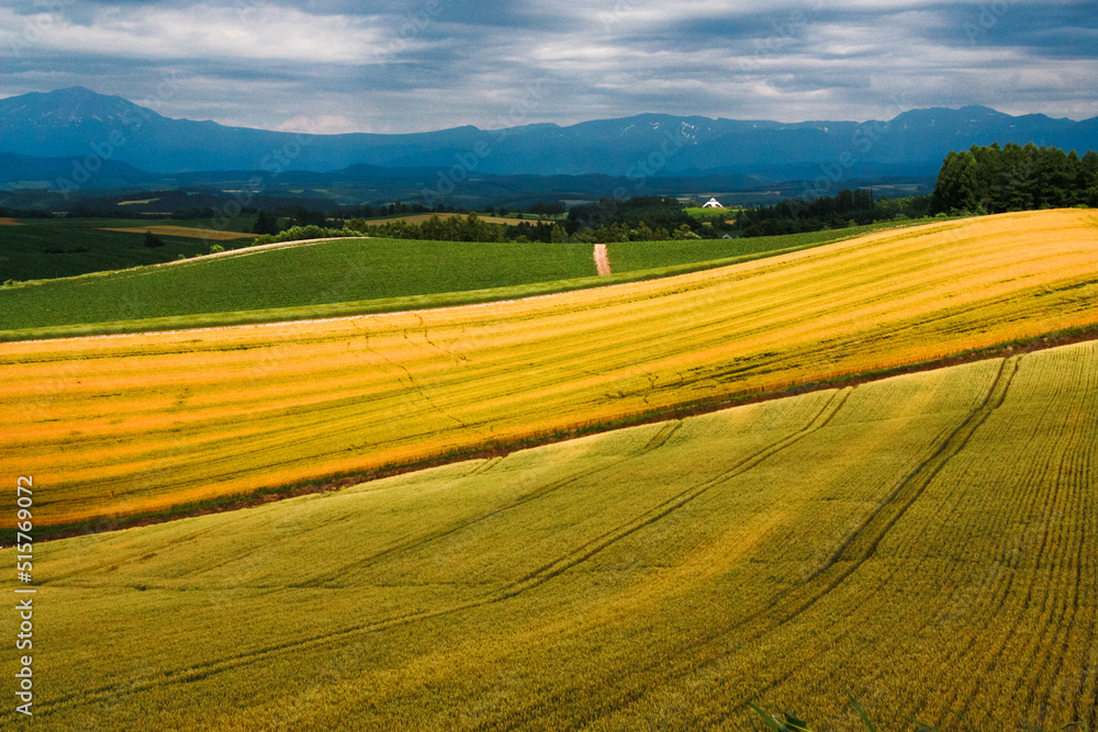夏の丘の麦畑
