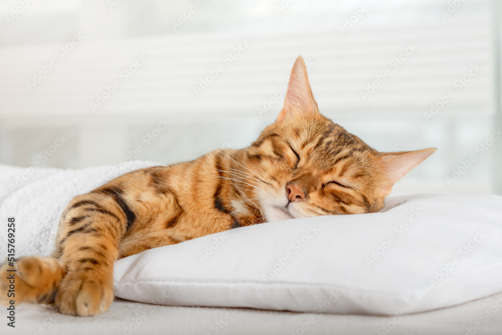 Bengal domestic cat sleeps on a pillow.