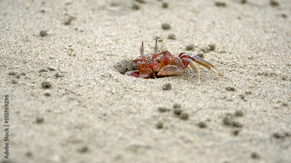 Little, red land crab on the beach in Canoa, Ecuador, surrounded by sand pellets