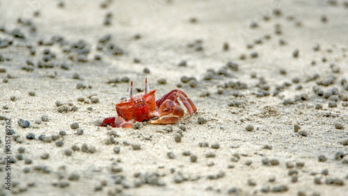 Little, red land crab on the beach in Canoa, Ecuador, surrounded by sand pellets © Angela