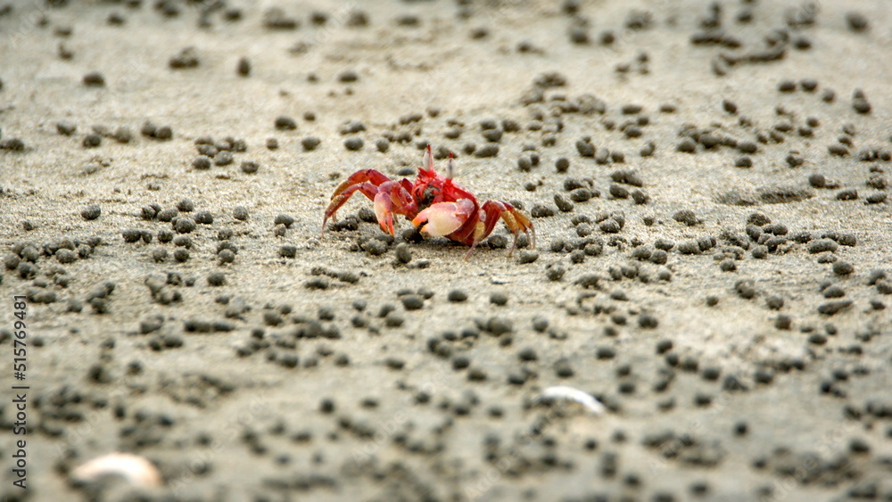 Little, red land crab on the beach in Canoa, Ecuador, surrounded by sand pellets