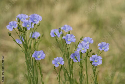 Blooming flax. Blue flax flowers on a blurry background. 