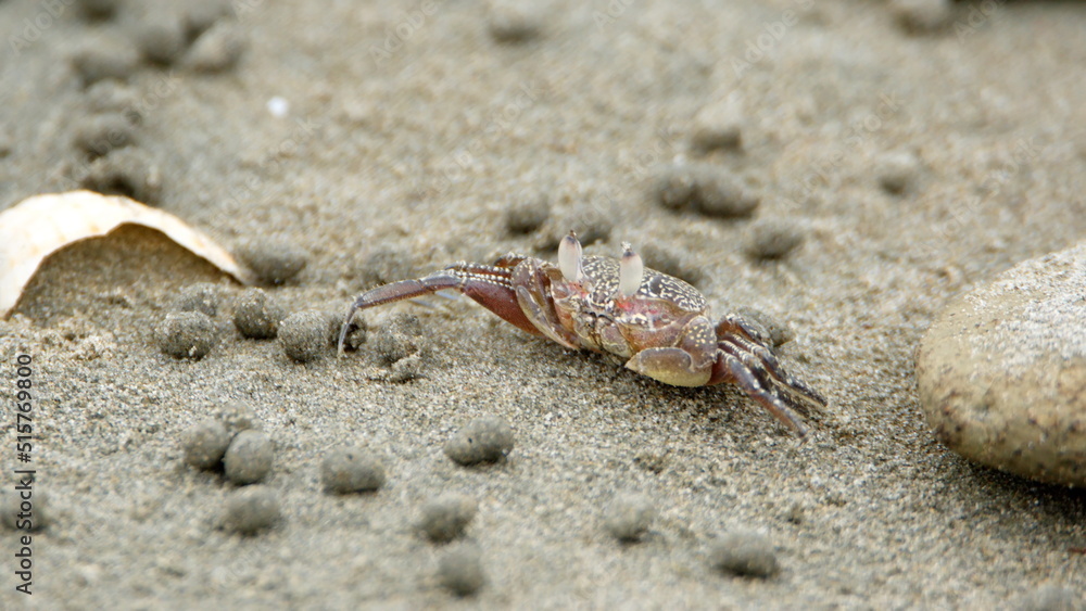 Little land crab on the beach in Canoa, Ecuador, surrounded by sand pellets