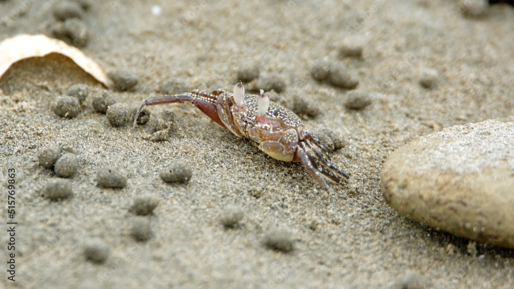 Little land crab on the beach in Canoa, Ecuador, surrounded by sand pellets