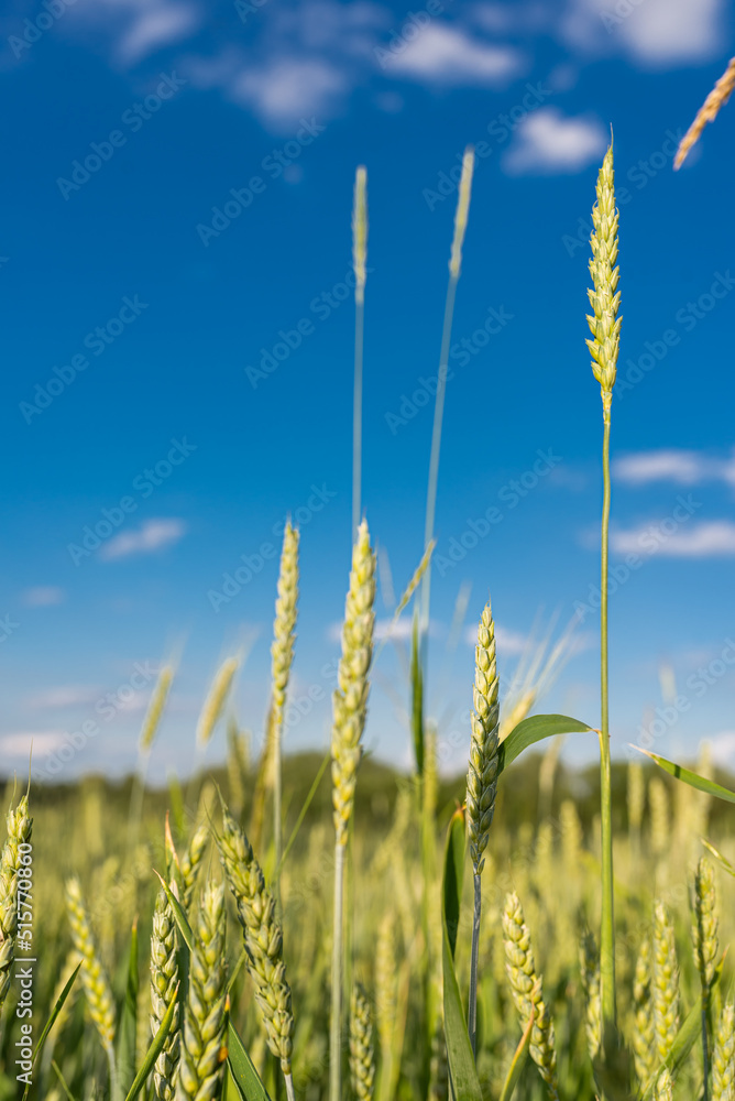Obraz premium Green wheat field. Close up. Selective focus.