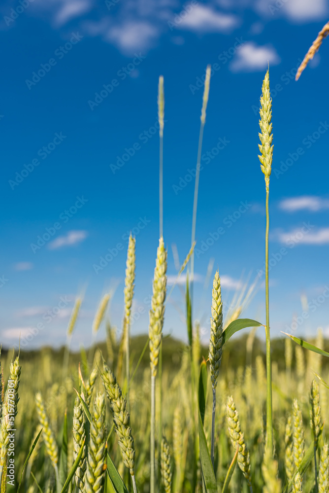 Obraz premium Green wheat field. Close up. Selective focus.