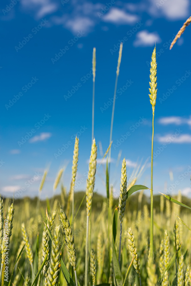 Obraz premium Green wheat field. Close up. Selective focus.