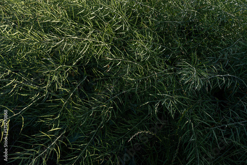 Green rapeseed field. Close up. Selective focus. © michaldziedziak
