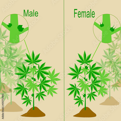 Cannabis leaf identifying of male and female, Natural hemp product, using for the purpose of depression, Anxiety, smoking addiction, Insomnia.Concept of health care and medical.
