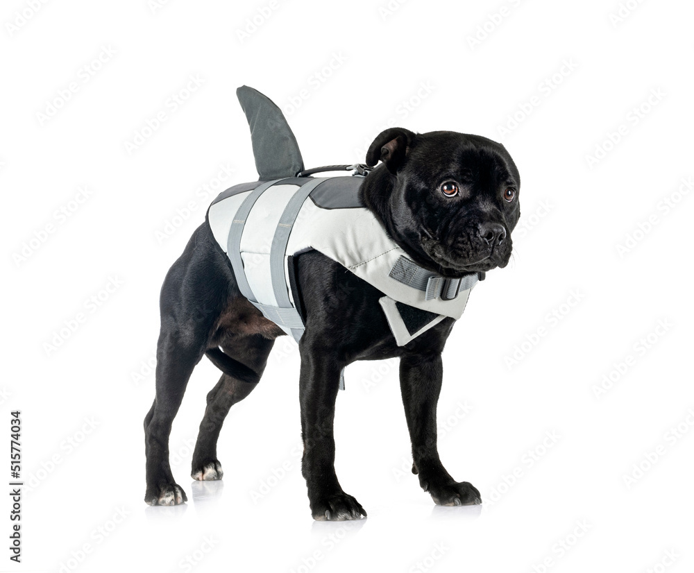 staffordshire bull terrier and life jacket