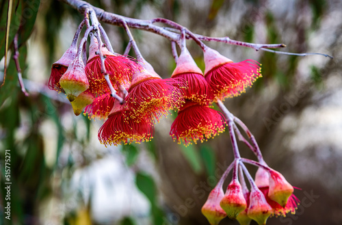 A close view of the native Australian red flowering gum, Corymbia ficifolia flowers photo