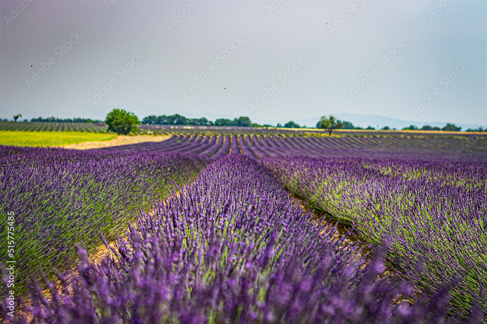 Fototapeta premium Paysage du verdon, France