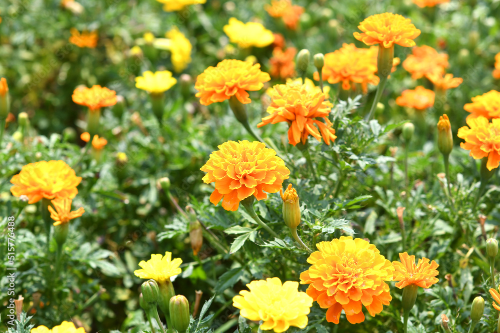 花壇の花　マリーゴールド