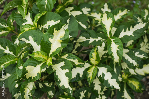 green leaves background