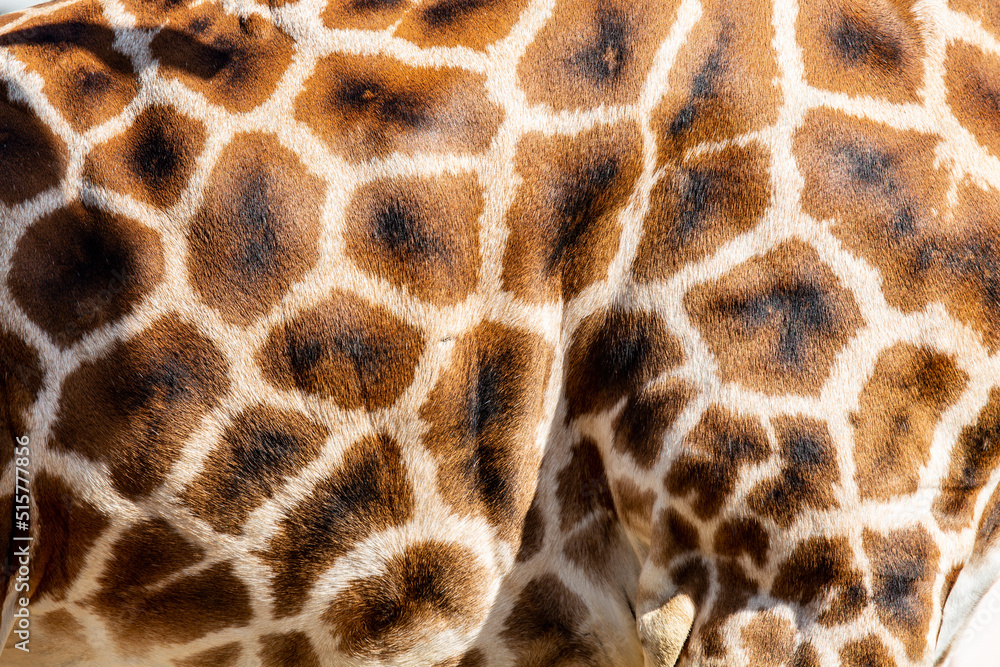 Genuine leather skin of giraffe with light and dark brown spots. Genuine leather skin of giraffe with light and dark brown spots.