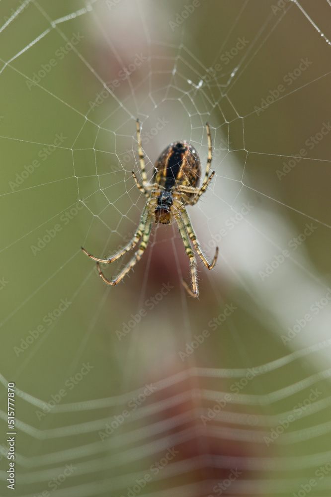 Spider sitting in his web in the morning