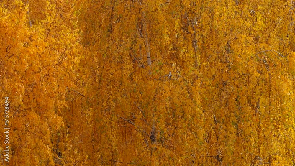 Birch branches with golden autumn foliage sway in the wind on an autumn sunny day. Sunlight warm natural background autumn theme. Birch branches with golden autumn foliage sway in the wind on an autumn sunny day. Sunlight warm natural background autumn theme.