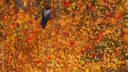 A crow eats a red mountain ash on a branch, against the background of yellow autumn fallen leaves, top view.