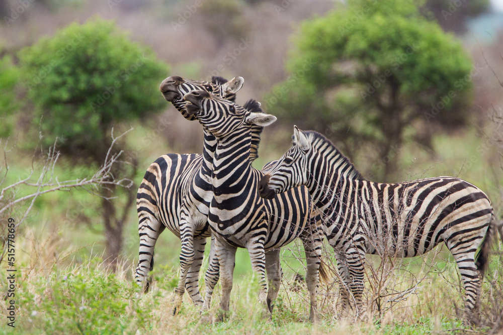 Burchell's zebras in the savannah grasslands of the Kruger National Park, South Africa Burchell's zebras in the savannah grasslands of the Kruger National Park, South Africa
