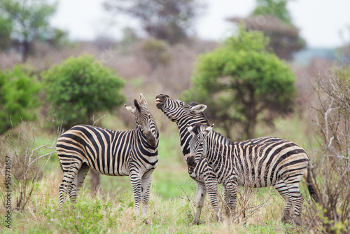 Burchell s zebras in the savannah grasslands of the Kruger National Park  South Africa 