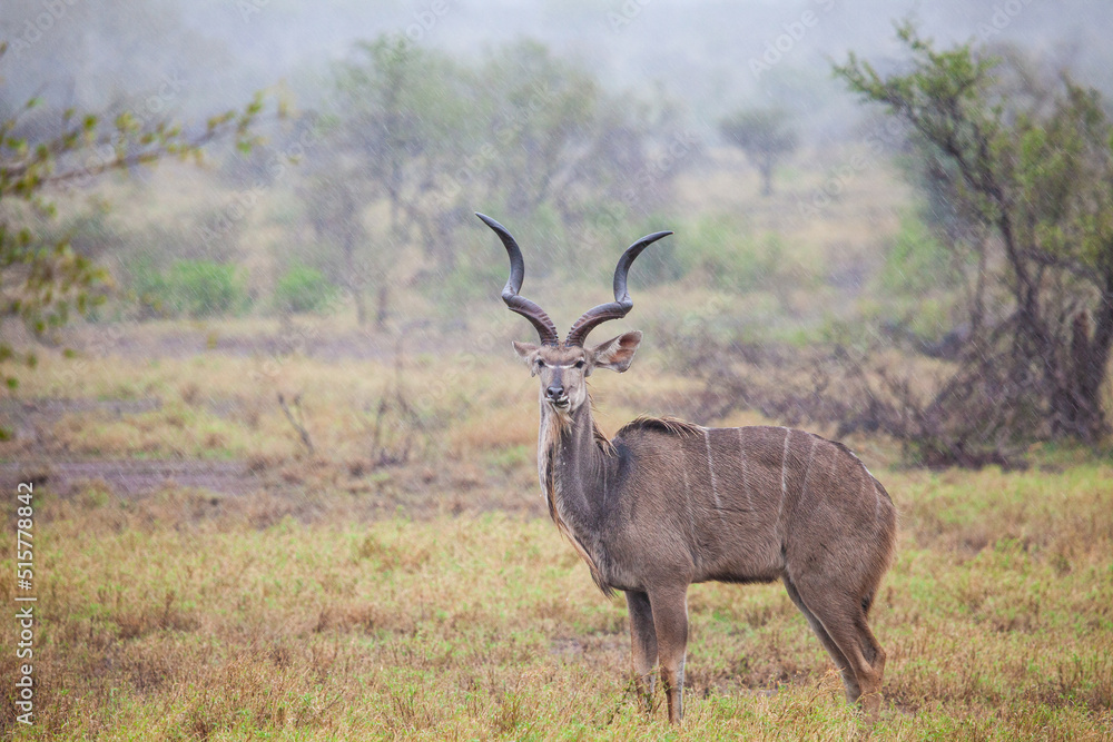 Greater Kudu standing in a thundershower in the Kruger Park, South Africa Greater Kudu standing in a thundershower in the Kruger Park, South Africa